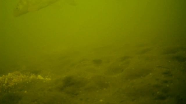 Крупные подлещики приплыли на прикормку. Подводная съёмка рыбы 2022 смотреть онлайн