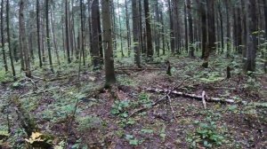 За грибами в лес Ломоносовского района. После дождя грибы снова пошли.