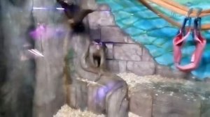 макаки с красной какой