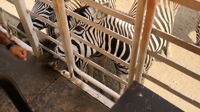 SELWO AVENTURA SAFARI SERENGETI Y VISITA AL PARQUE VLOG смотреть онлайн