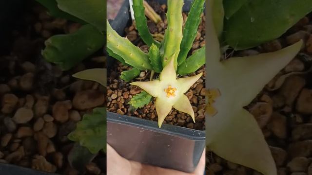 Stapelia Divaricata (asclepiadaceae) смотреть онлайн