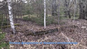 Звуки весны в деревне