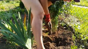 Клумба перед домом из многолетних цветов. Цветник вдоль дорожки.