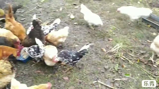 Подстилка загорелась! Что это, бактерии или просто помет работает? смотреть онлайн