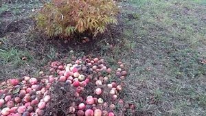 Шикарное приспособление для снятия яблок. Последние ягоды.