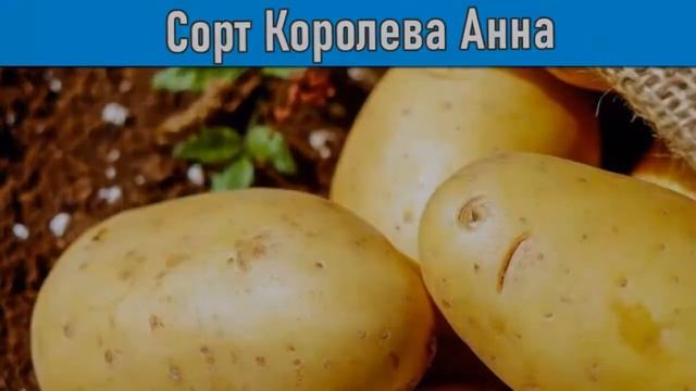 Картошка Королева Анна Характеристика