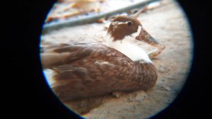 Монокуляр  - Телескоп KL 1040