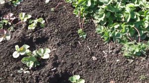 КОГДА  И КАК  УКРЫТЬ КЛУБНИКУ НА ЗИМУ.  ОЧЕНЬ ВАЖНО ВОВРЕМЯ ПОДГОТОВИТЬ КЛУБНИКУ  К ЗИМЕ .