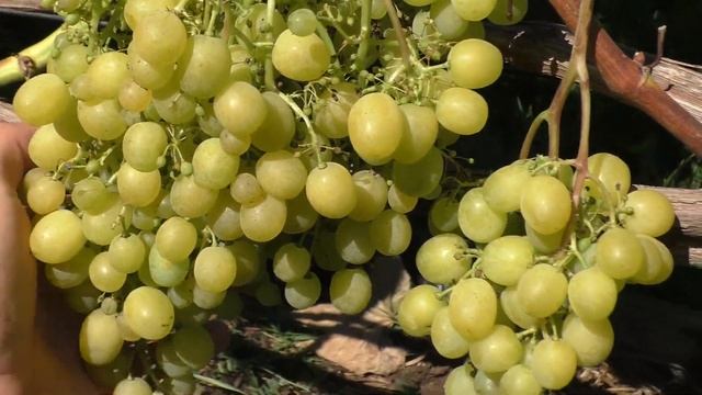 Виноград. Как избежать растрескивания ягоды. смотреть онлайн