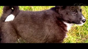 Часть 1  Малыш, сын лайки и дикого волка!Таёжная история!