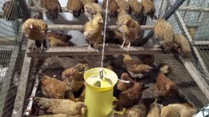 Двухмесячные цыплята Кучинской Юбилейной