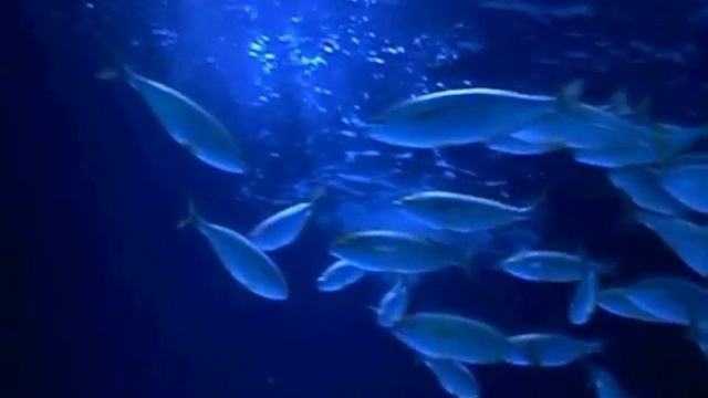 Рыбки + красивая музыка. смотреть онлайн