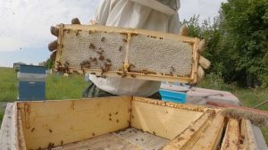 ПАСЕКА 2021 КАЧАЕМ МЕД (Забираем рамки из улья).mp4
