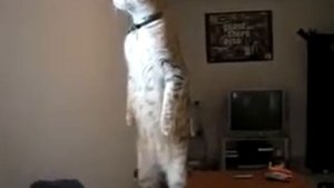Кот приколол стоит на задних лапах как человек