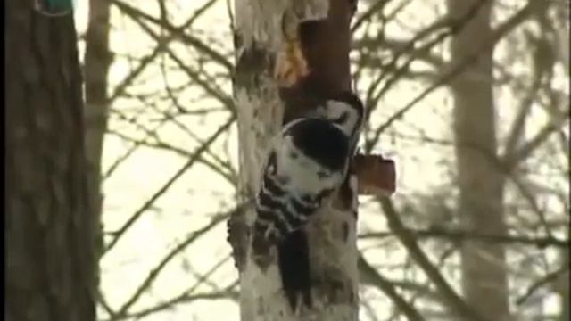 детям о зимующих птицах смотреть онлайн