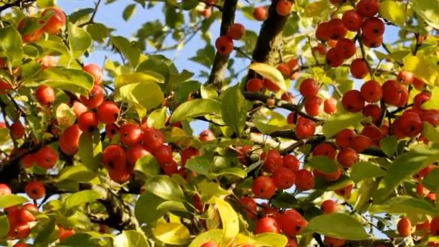 "9 священных магических трав часть первая" смотреть онлайн