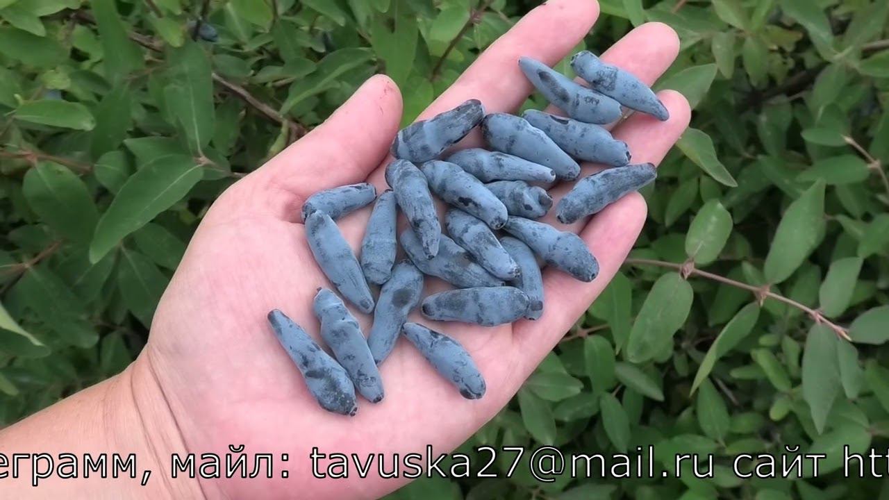 ГОРДОСТЬ БАКЧАРА жимолость съедобная смотреть онлайн