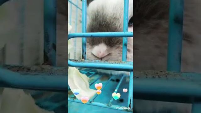 Кролики в зоопарке. Наши каникулы. смотреть онлайн