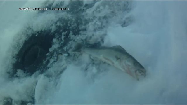 Ловля судака 26.01.2018 "Сравнение двух оснасток"и рыбалка с эхолотом смотреть онлайн