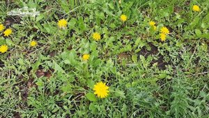 Одуванчик - сорняк или полезное растение?