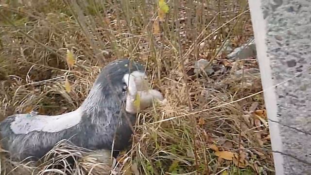 ШОК!!! Увидел МАМОНТА в Тайге! смотреть онлайн