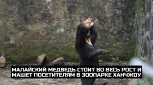 Малайский медведь стоит во весь рост и машет посетителям в зоопарке Ханчжоу