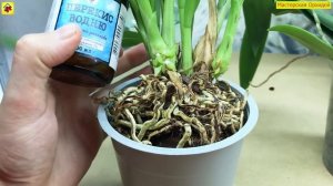Полил ЭТИМ орхидеи ВСЕГО 2 раза а КОРНЕЙ ЦЕЛЫЙ ПУЧОК! ПЕРЕКИСЬ для орхидей и РЕЗУЛЬТАТ ПОЛУЧЕН!
