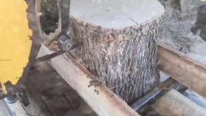 ТОРЦЕВОЙ СПИЛ ДЕРЕВА.SAWING LOGS.