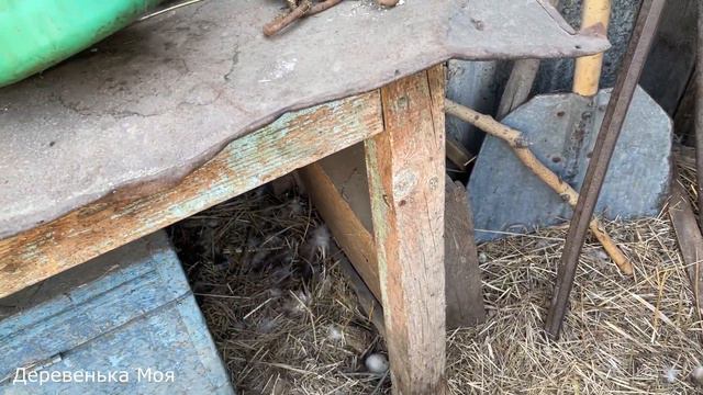 Приобрёл нового петуха. Индоутки начали парить, кругом одни гнёзда с яйцами смотреть онлайн