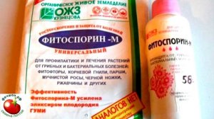 Как вырастить петунию без ошибо