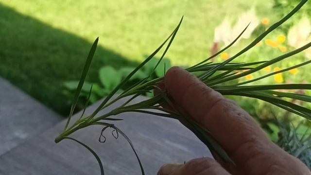 Работы в саду, обрезаем гвоздику после цветения. Укореняем обрезанные черенки гвоздики. смотреть онлайн