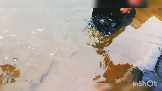 ➡️ЗАРЫБЛЕНИЕ ФОРЕЛИ В СОБСТВЕННЫЙ ПРУД, КАК ПРАВИЛЬНО ЗАПУСТИТЬ ЧТОБЫ РЫБКА ХОРОШО ПРИЖИЛАСЬ❗❗❗ смотреть онлайн