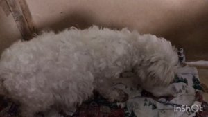 ,,Роды Мальтийской болонки,,((Childbirth Maltese))
