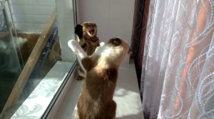 Вот это драка!!! Коты дерутся!)