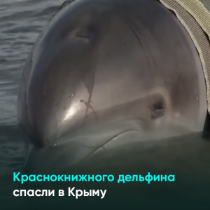 Краснокнижного дельфина спасли в Крыму