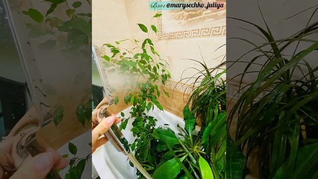 ☘️Горячий душ ?для комнатных растений?: как и зачем это делается?