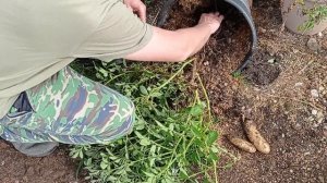 экспериментальная посадка картофеля (золото майя)