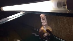 Огромная аквариумная улитка откладывает яйца