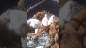 Цыплята мастер грей и редбро через месяц .