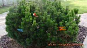 Сосна горная Мугус (pinus mugo mughus) ? горная сосна Мугус обзор: как сажать, саженцы сосны Мугус