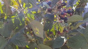 Укрытие кустов ежевики на зиму.