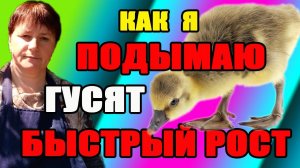 Как я подымаю гусят. Быстрый рост.
