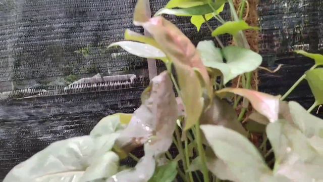 Syngonium Maria Allusion + Perbedaan Plum alusion ? смотреть онлайн