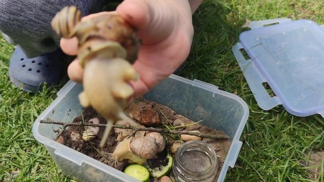 Часть 2.Обзор на улиток Ахатин и виноградницы. Кормление огрурцом.Новый террариум с улитками смотреть онлайн