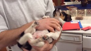 Video of adoptable pet named Petunia