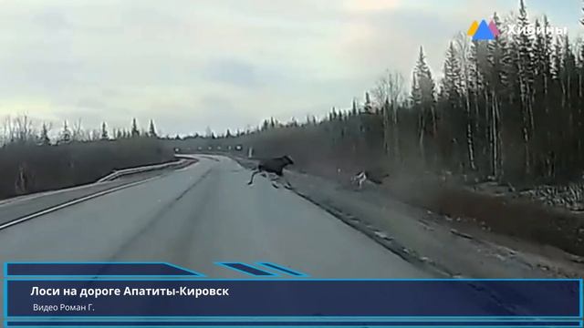 Хибины: лоси на трассе Апатиты-Кировск смотреть онлайн
