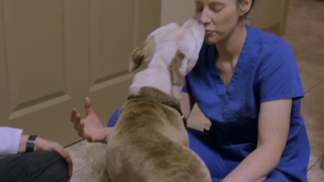 5 Pit Bulls Rescued From A Dog Fighting Group Rushed To The Vet | Pit Bulls & Parolees смотреть онлайн