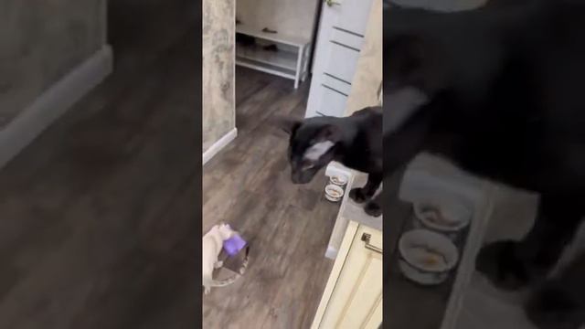 Кото-Банда в деле 😎