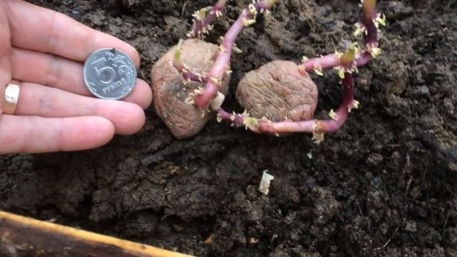 ИЮНЬ - ПОЧЕРНЕЛА БОТВА У КАРТОФЕЛЯ. Ростки картошки, которую я сажала