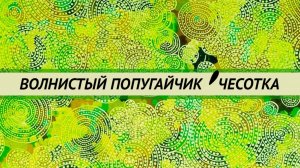 Кнемидокоптоз. Чесотка у волнистых попугаев.  Лечение, препараты, диагностика, обработка клетки.